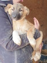 LORD, Hund, Mischlingshund in Rumänien - Bild 2