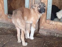 LORD, Hund, Mischlingshund in Rumänien - Bild 4