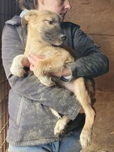LORD, Hund, Mischlingshund in Rumänien - Bild 6