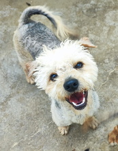 DUENDE, Hund, Pudel Mischling in Spanien - Bild 1