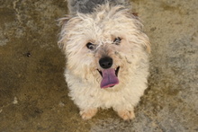 DUENDE, Hund, Pudel Mischling in Spanien - Bild 2