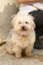 DUENDE, Hund, Pudel Mischling in Spanien - Bild 4