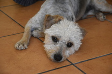 DUENDE, Hund, Pudel Mischling in Spanien - Bild 5