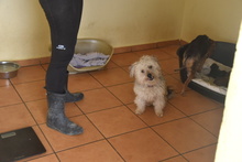 DUENDE, Hund, Pudel Mischling in Spanien - Bild 6