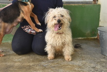 DUENDE, Hund, Pudel Mischling in Spanien - Bild 7