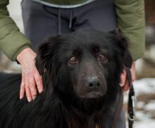 GEORGE, Hund, Mischlingshund in Ukraine - Bild 2