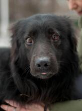 GEORGE, Hund, Mischlingshund in Ukraine - Bild 3