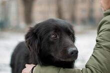 GEORGE, Hund, Mischlingshund in Ukraine - Bild 4
