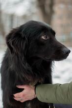 GEORGE, Hund, Mischlingshund in Ukraine - Bild 5