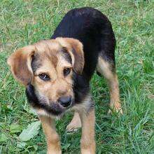 BUFFY, Hund, Mischlingshund in Pottenstein - Bild 1