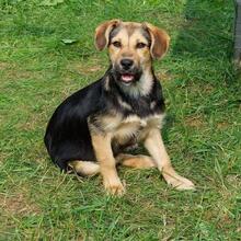 BUFFY, Hund, Mischlingshund in Pottenstein - Bild 10