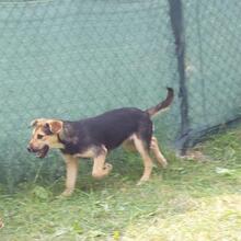 BUFFY, Hund, Mischlingshund in Pottenstein - Bild 11