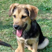BUFFY, Hund, Mischlingshund in Pottenstein - Bild 12