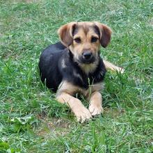 BUFFY, Hund, Mischlingshund in Pottenstein - Bild 13