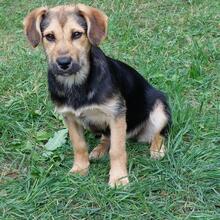 BUFFY, Hund, Mischlingshund in Pottenstein - Bild 14