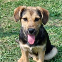 BUFFY, Hund, Mischlingshund in Pottenstein - Bild 15