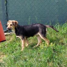 BUFFY, Hund, Mischlingshund in Pottenstein - Bild 16