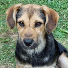 BUFFY, Hund, Mischlingshund in Pottenstein - Bild 2