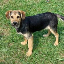 BUFFY, Hund, Mischlingshund in Pottenstein - Bild 3
