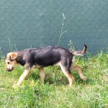 BUFFY, Hund, Mischlingshund in Pottenstein - Bild 4