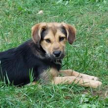 BUFFY, Hund, Mischlingshund in Pottenstein - Bild 5