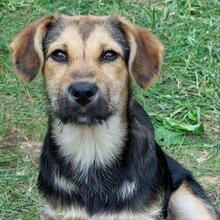 BUFFY, Hund, Mischlingshund in Pottenstein - Bild 6