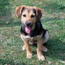 BUFFY, Hund, Mischlingshund in Pottenstein - Bild 7
