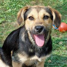 BUFFY, Hund, Mischlingshund in Pottenstein - Bild 8