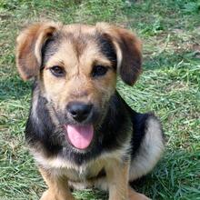 BUFFY, Hund, Mischlingshund in Pottenstein - Bild 9