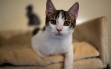 BALOU, Katze, Europäisch Kurzhaar-Mix in Hennickendorf