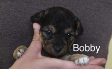 BOBBY, Hund, Mischlingshund in Spanien - Bild 1
