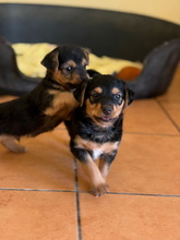 BOBBY, Hund, Mischlingshund in Spanien - Bild 2