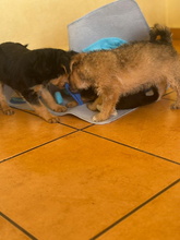 BOBBY, Hund, Mischlingshund in Spanien - Bild 3