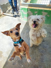BOBBY, Hund, Mischlingshund in Spanien - Bild 4