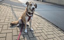 HELGA, Hund, Mischlingshund in Bremerhaven - Bild 1