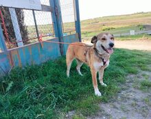 HELGA, Hund, Mischlingshund in Bremerhaven - Bild 2