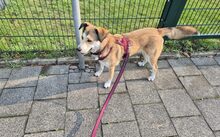 HELGA, Hund, Mischlingshund in Bremerhaven - Bild 3