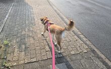 HELGA, Hund, Mischlingshund in Bremerhaven - Bild 4