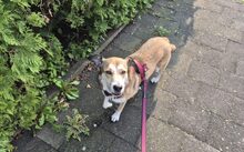 HELGA, Hund, Mischlingshund in Bremerhaven - Bild 5