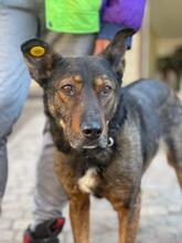 RONALD, Hund, Schäferhund-Mix in Ukraine - Bild 1