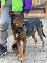 RONALD, Hund, Schäferhund-Mix in Ukraine - Bild 2