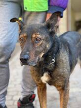 RONALD, Hund, Schäferhund-Mix in Ukraine - Bild 3