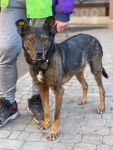 RONALD, Hund, Schäferhund-Mix in Ukraine - Bild 4