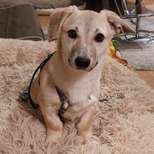 PIRO, Hund, Mischlingshund in Pottenstein - Bild 1