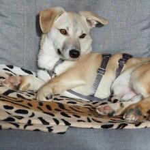 PIRO, Hund, Mischlingshund in Pottenstein - Bild 11