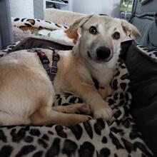 PIRO, Hund, Mischlingshund in Pottenstein - Bild 14
