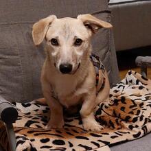 PIRO, Hund, Mischlingshund in Pottenstein - Bild 15
