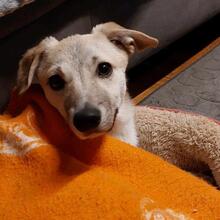 PIRO, Hund, Mischlingshund in Pottenstein - Bild 16