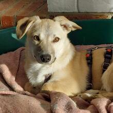 PIRO, Hund, Mischlingshund in Pottenstein - Bild 18