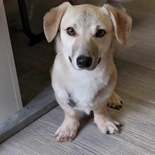 PIRO, Hund, Mischlingshund in Pottenstein - Bild 3